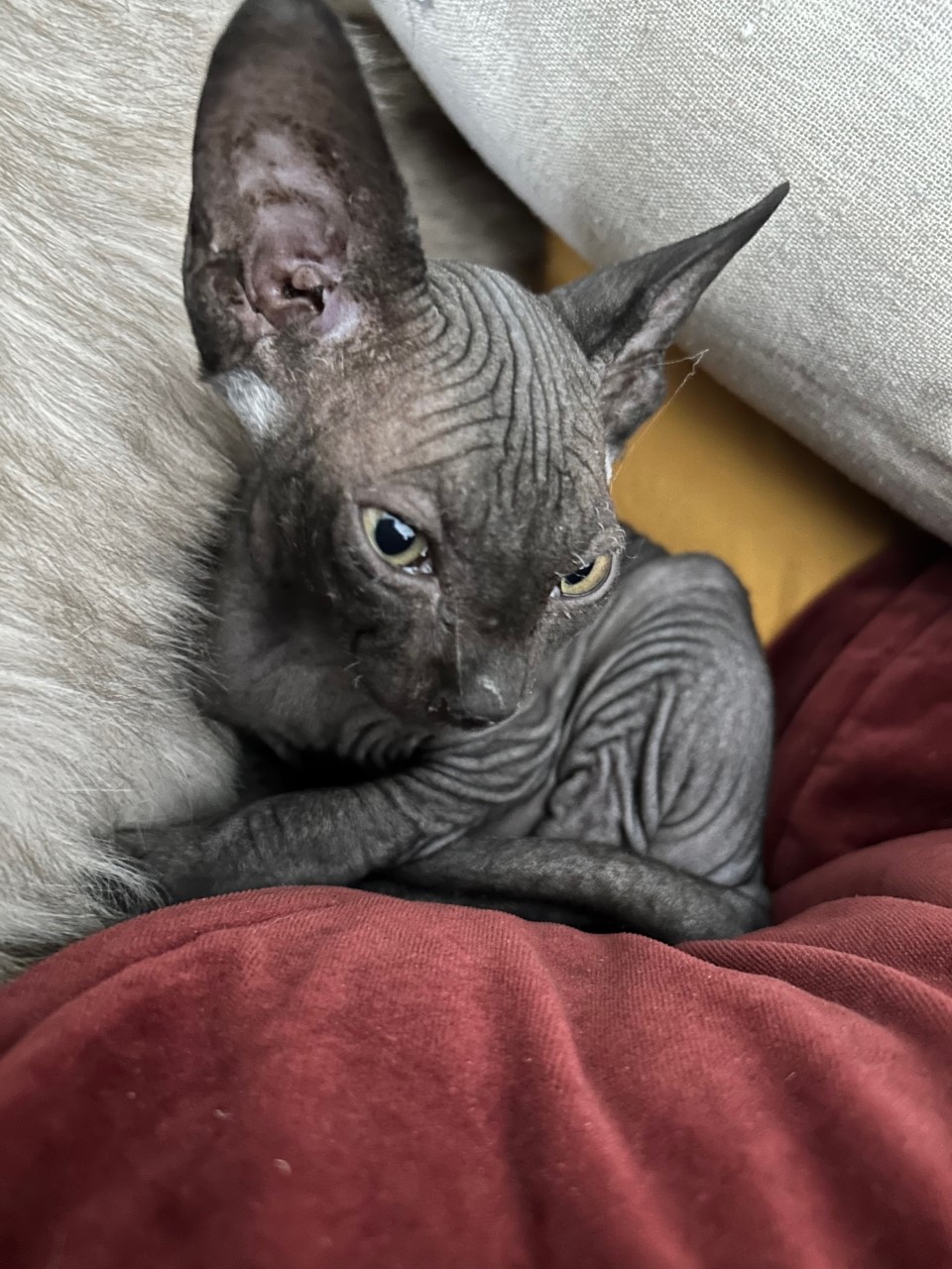mim